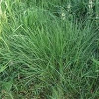 Fresh pooja Grass 10g