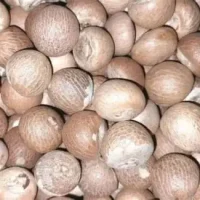 Fresh Whole Betal Nut 50g