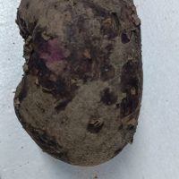 Fresh Purple Yam 500gm